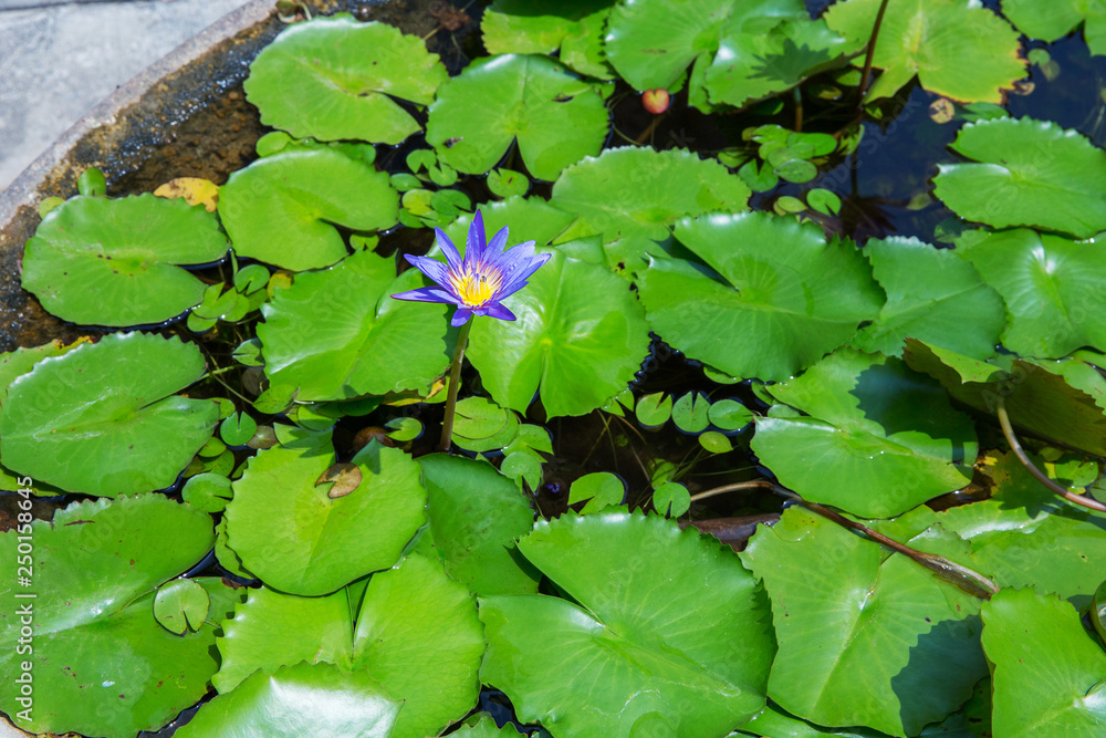 Bee keeping pollen grain a lotus flower, focus selective. Bee keeping pollen grain a lotus flower, focus selective.