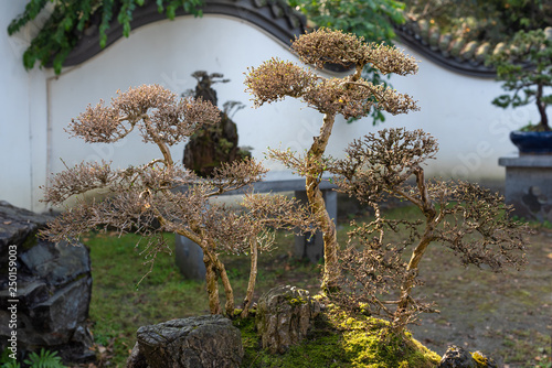 Bonsai tree on a table against white wall in BaiHuaTan public park, Chengdu, China photo