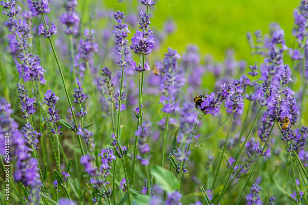 Obraz premium Fields of Purple Lavender Flowers and lots of hungry bees harvesting pollen from the flowers