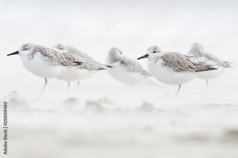 Calidris alba sleeping on the sand Calidris alba sleeping on the sand