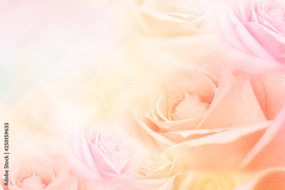 soft roses flower background with copy space for text idea for valentine and wedding cards soft roses flower background with copy space for text idea for valentine and wedding cards