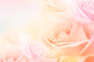 soft roses flower background with copy space for text idea for valentine and wedding cards