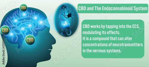 CBD and The Endocannabinoid System