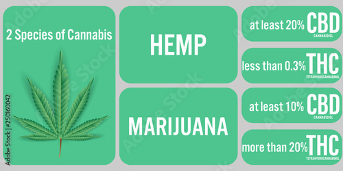 2 Species of Cannabis,Hemp and Marijuana background.Vector illustration