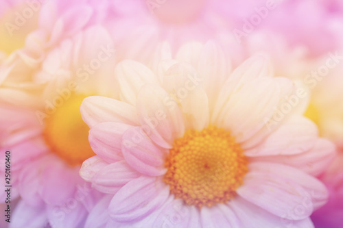 Fototapeta Naklejka Na Ścianę i Meble -  Chrysanthemum flowers in soft pastel color and blur style for background