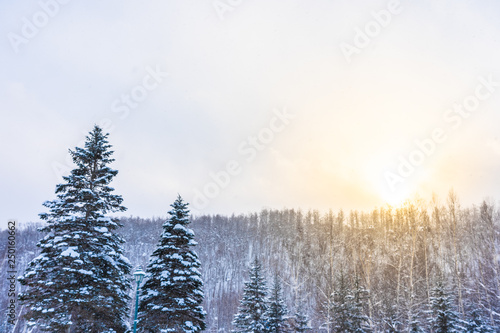 Beautiful outdoor nature landscape with tree in snow winter season at Hokkaido © siraphol
