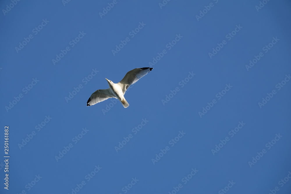 seagull flying in the blue sky seagull flying in the blue sky