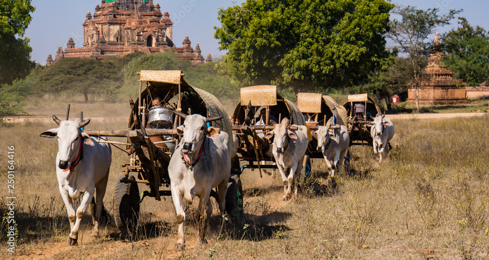 ox drawn carts carry pilgrims home from the annual Ananda Pagoda festival 