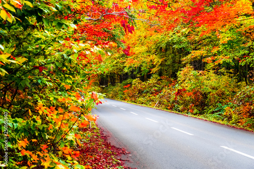 Autumn on road along with yellow red orange green maple leaves in autumn season the trees on both side turn colorful on path road way in season change  in Japan Tohoku forest.