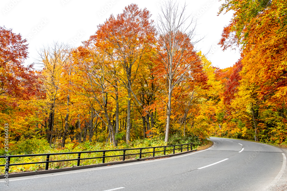 Autumn on road along with yellow red orange green maple leaves in autumn season the trees on both side turn colorful on path road way in season change, in Japan Tohoku forest.