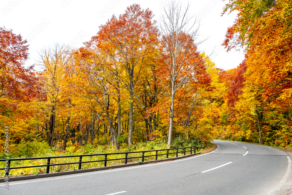 Autumn on road along with yellow red orange green maple leaves in autumn season the trees on both side turn colorful on path road way in season change, in Japan Tohoku forest. Autumn on road along with yellow red orange green maple leaves in autumn season the trees on both side turn colorful on path road way in season change, in Japan Tohoku forest.
