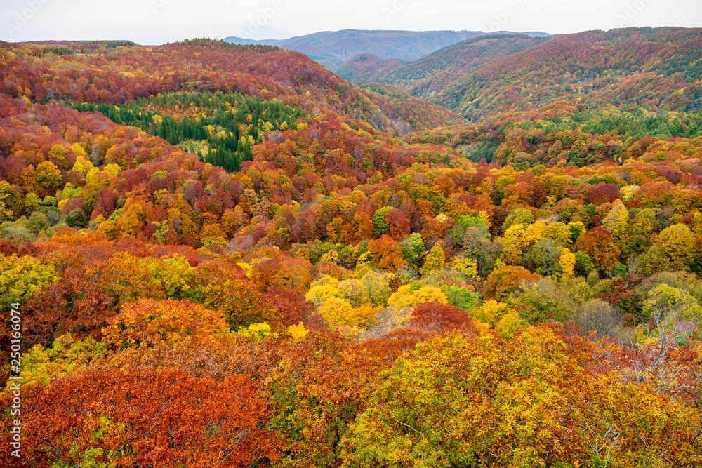 Colorful autumn trees landscape on isolated  sky the Shirakami mountainous range with red, orange, and golden foliage in Aomori Tohoku Japan, the Jogakura area near Jogakura bridge.