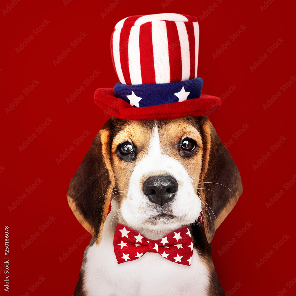 beagle bow tie