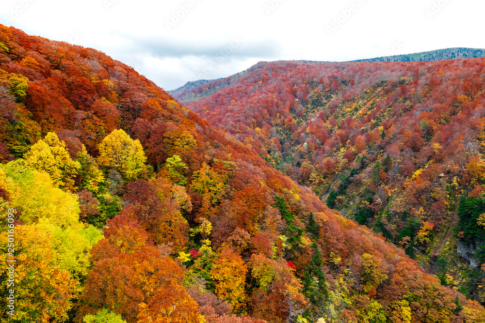 Colorful trees on the Shirakami mountainous range with red, orange, and golden foliage in Aomori Tohoku Japan, the Jogakura area near Jogakura bridge.