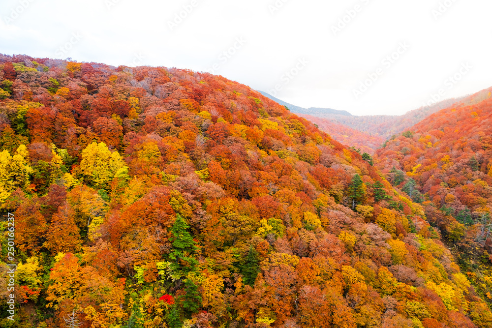Colorful autumn trees landscape on white isolated sky, the Shirakami mountainous range with red, orange, and golden foliage in Aomori Tohoku Japan, the Jogakura area near Jogakura bridge.