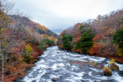 Fototapeta Naklejka Na Ścianę i Meble -  Ryuzu waterfall (Ryuzu no taki )or dragon head waterfall, water fall located on Yukawa River in Nikko national park, Japan, many trees which turn yellow and red during the autumn leaf season in Japan.