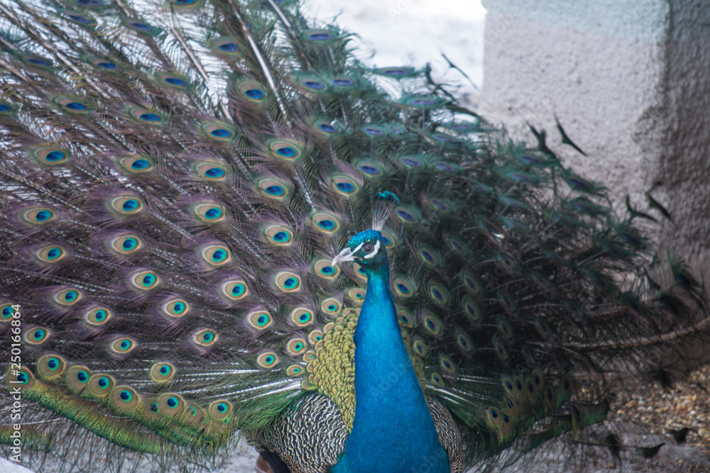 Obraz premium Peacock shows his tail