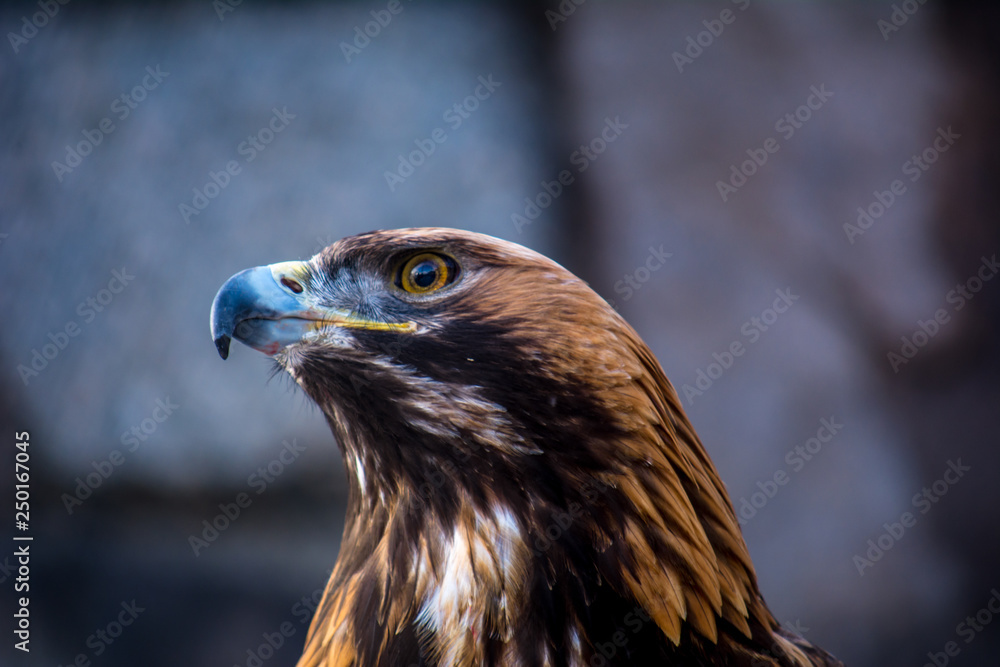 Burial eagle head on a background of stones. Russia. Bird of prey. Predator. Aquila heliaca Burial eagle head on a background of stones. Russia. Bird of prey. Predator. Aquila heliaca