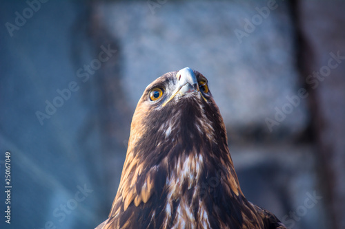 Burial eagle head on a background of stones. Russia. Bird of prey. Predator. Aquila heliaca
