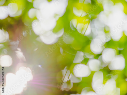 bokeh nature background of green tree leaves and bright summer sunlight, abstract blurred foliage for copy space for your text or advertisement