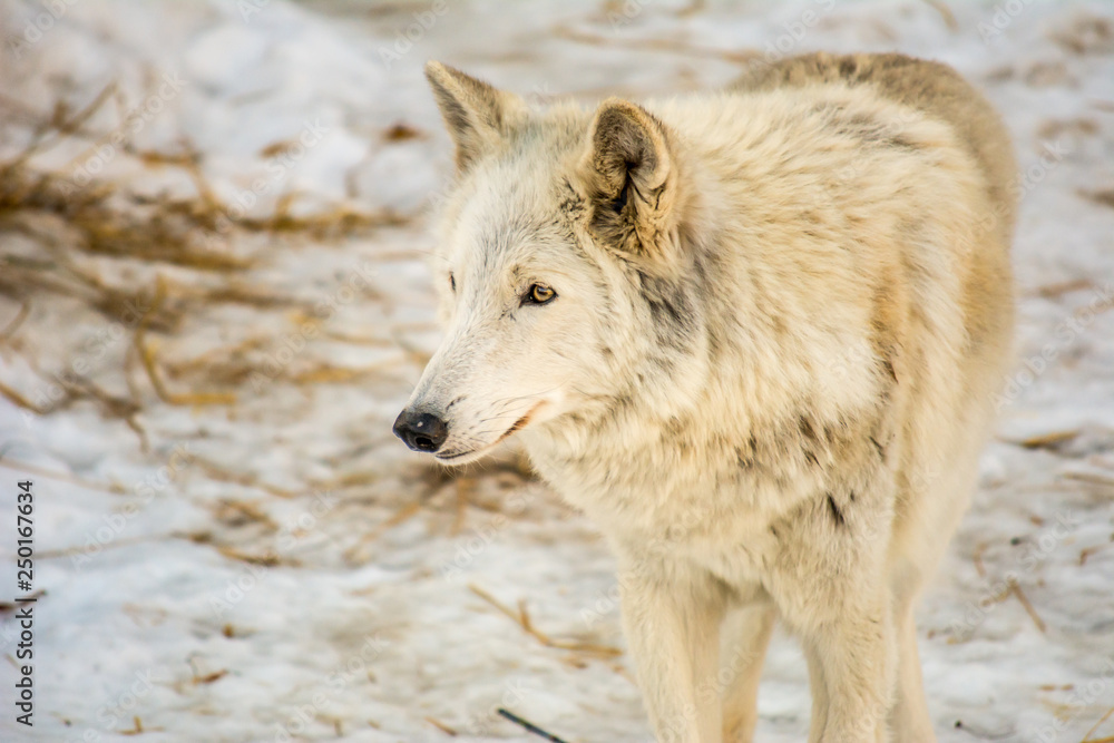Fototapeta premium White wolf stands in the snow and thinks about something