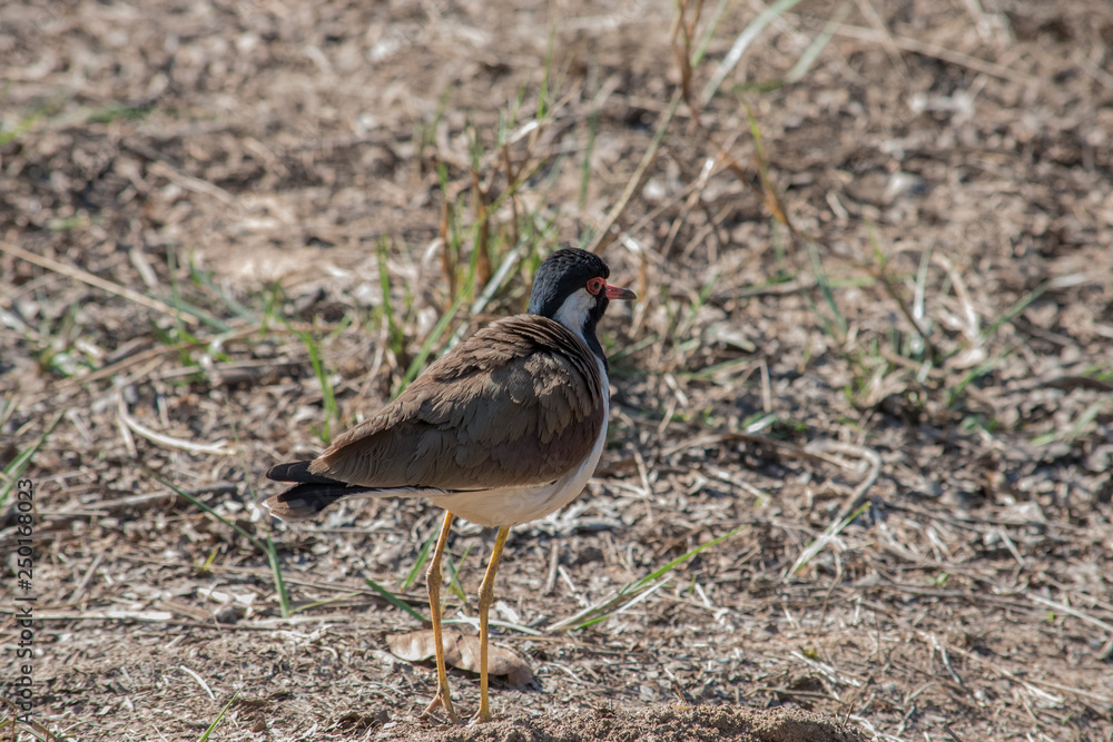 Red-wattled lapwing Red-wattled lapwing
