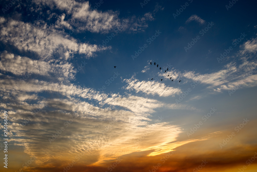 Birds flying in formation at Sunset