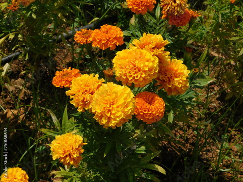 Mexican or African marigold, or Tagetes erecta, yellow orange flowers, at a park in Attica, Greece © Konstantinos