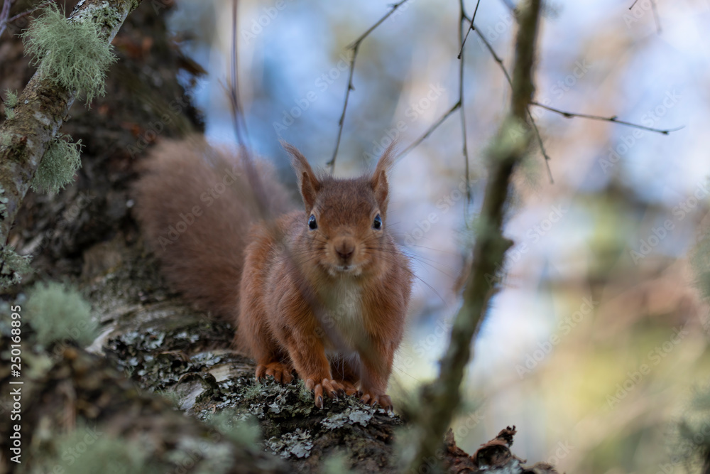 Fototapeta premium Red squirrel, Sciurus vulgaris, on a birch branch during winter in Scotland looking towards camera.