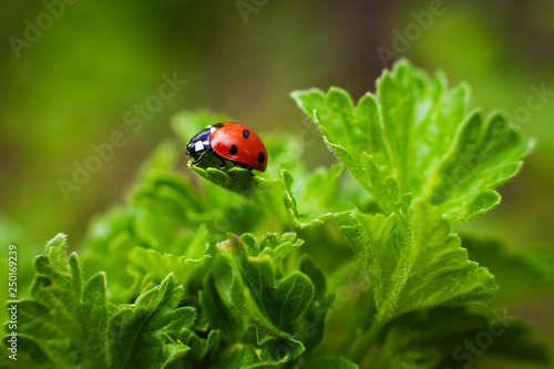 Ladybird closeup on a leaf. Selective focus