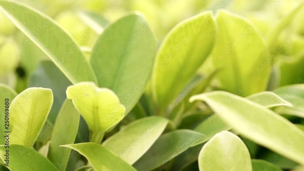 Green leaf with space use for design concept takes with soft focus and closeup in nature view on blurred greenery background in the garden. Green leaf with space use for design concept takes with soft focus and closeup in nature view on blurred greenery background in the garden.