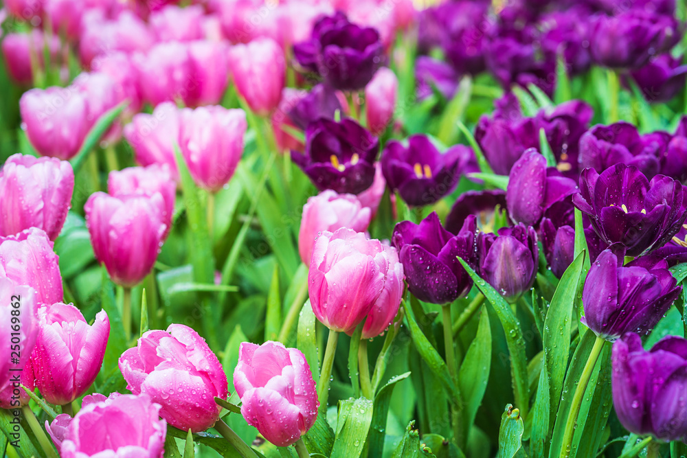 Obraz premium pink and purple tulips