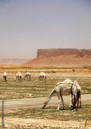 Dromedary or Arabian camels at Qiddiya, Saudi Arabia photo