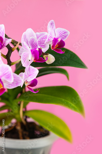 Beautiful pink orchid in a pot.