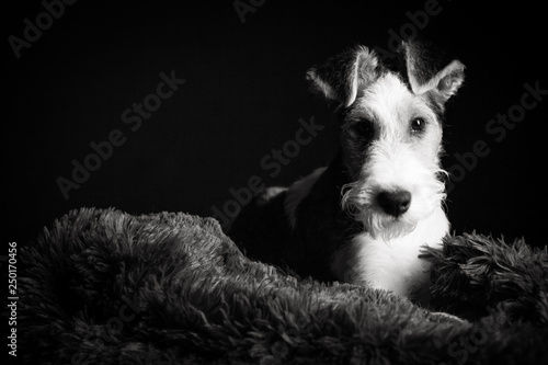 Valokuva Wire fox terrier in the studio in monochrome