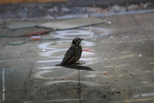 Bird in Wreckage