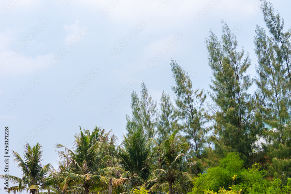 Beautiful green tree sky background Beautiful green tree sky background