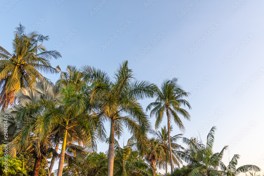 Beautiful green  tree sky background