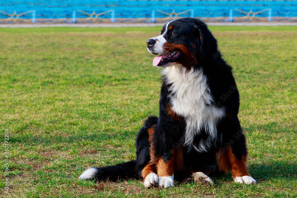 Bernese Mountain Dog