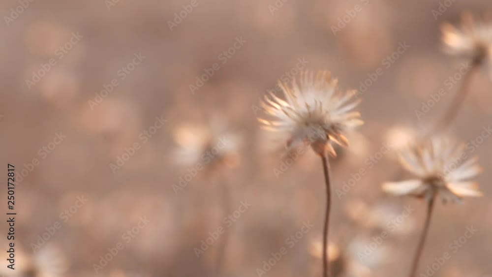 The sun's rays in the evening shone on the dry grass in the meadow, sparkling in the midst of the wind, causing the white flowers to flow in the early summer. The sun's rays in the evening shone on the dry grass in the meadow, sparkling in the midst of the wind, causing the white flowers to flow in the early summer.