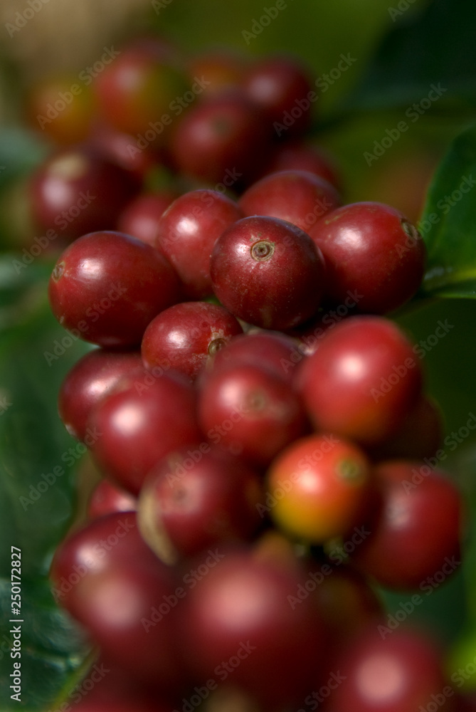 Coffee Growing Coffee Growing