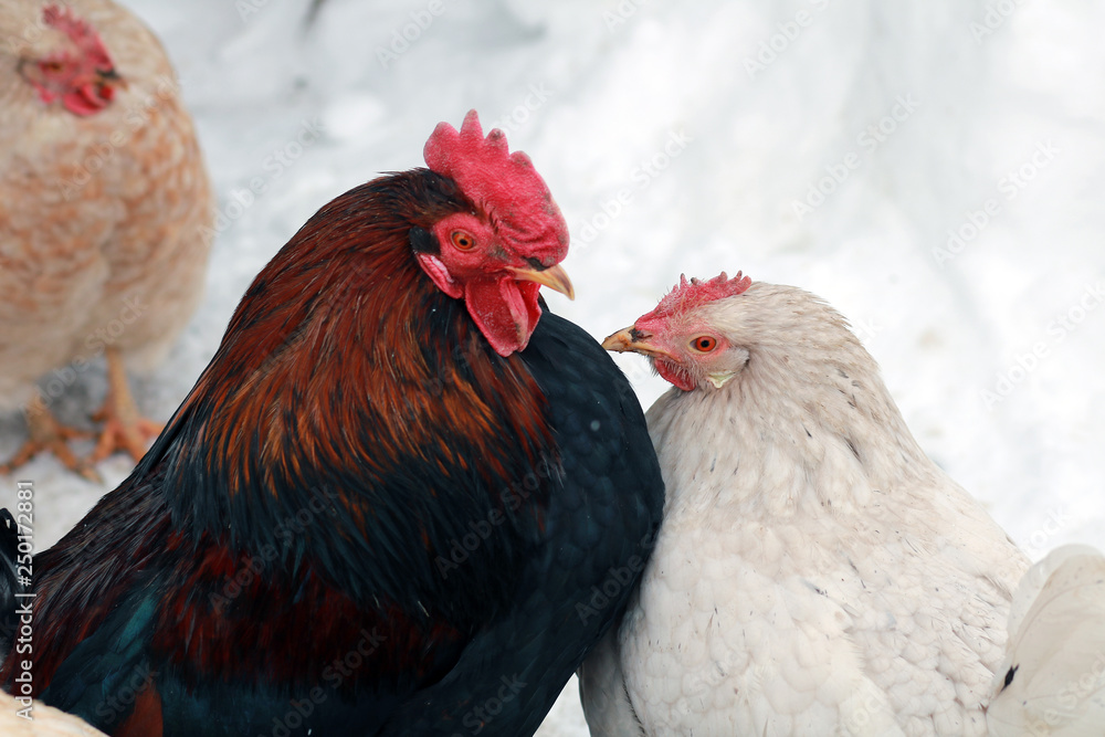 Naklejka premium Rooster and chicken.