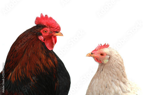 Rooster and chicken.
