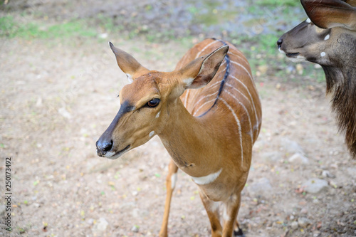 Close up deer at the national park.