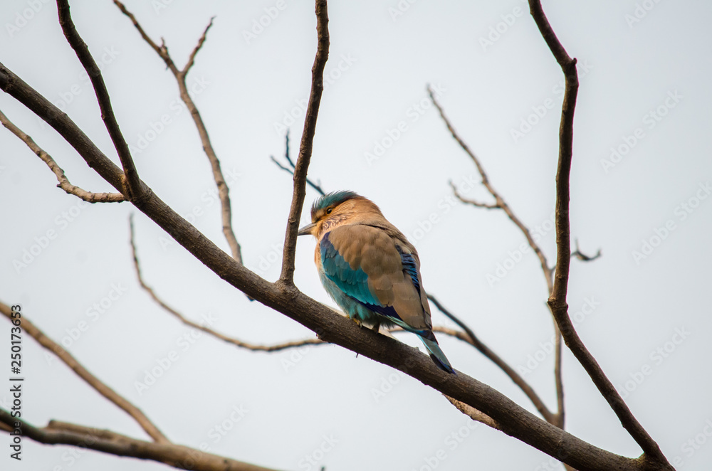 Fototapeta premium Indian roller 