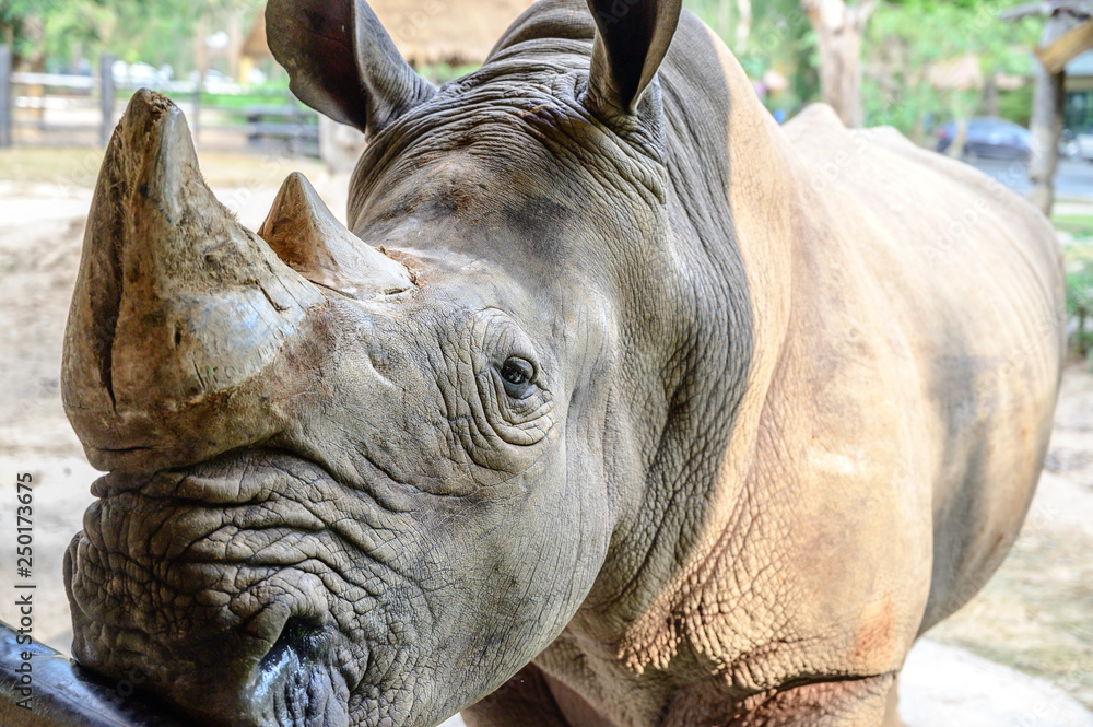 Fototapeta premium Close up .rhino at the zoo.
