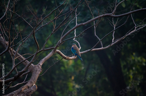 Indian roller 