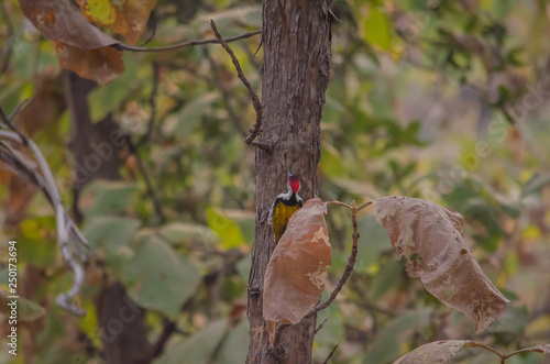 Woodpeckers and allies 
