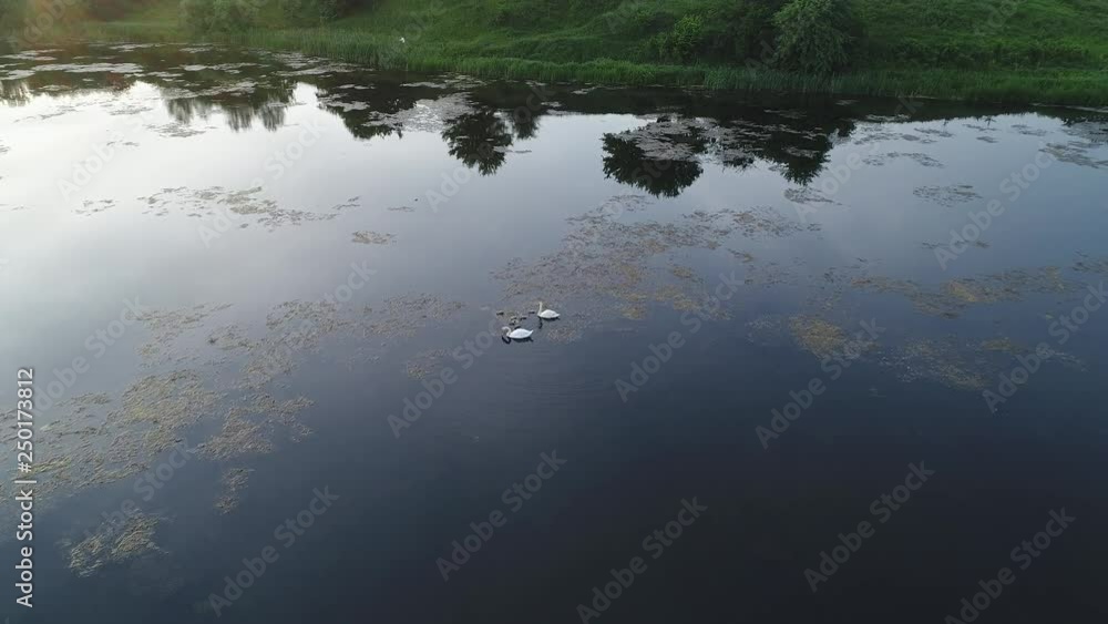 Aerial view of the family of swans swimming on the lake Aerial view of the family of swans swimming on the lake