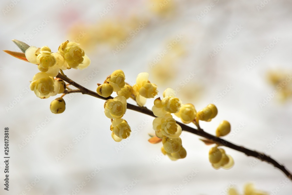 Wild pepper(Litsea cubeba) flower bloom, spire stone in Hsinchu, Taiwan Wild pepper(Litsea cubeba) flower bloom, spire stone in Hsinchu, Taiwan